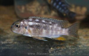 Tropheops sp. 'red cheek' Chizumulu Island